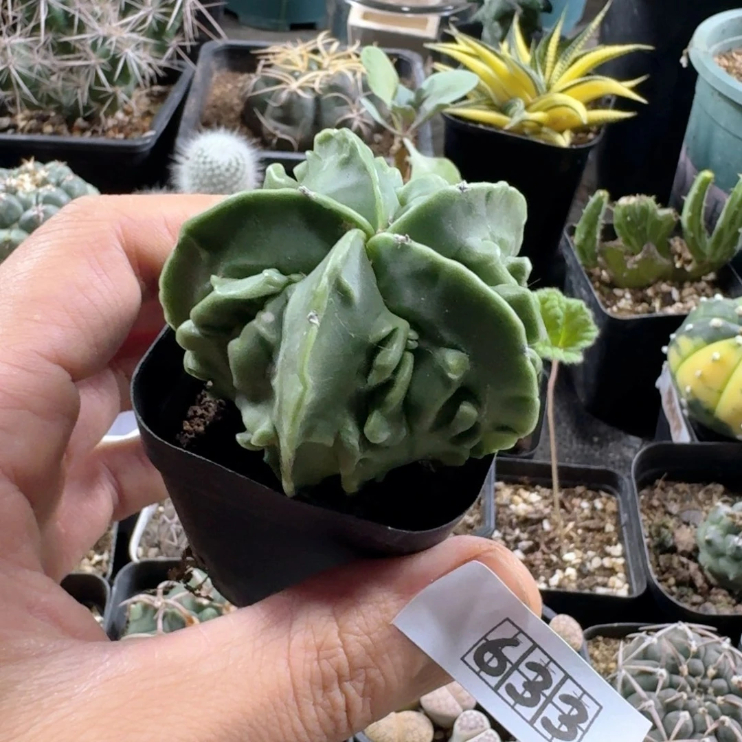 633核桃鸾凤玉脱土发货