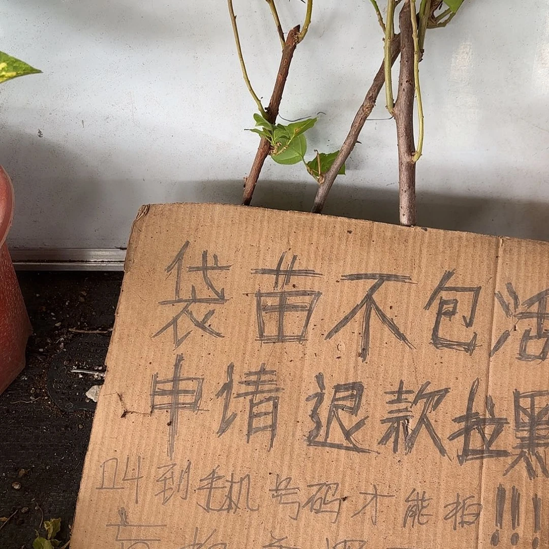 蜜***子当前无花栽培后可以开花袋苗盲盒3颗8