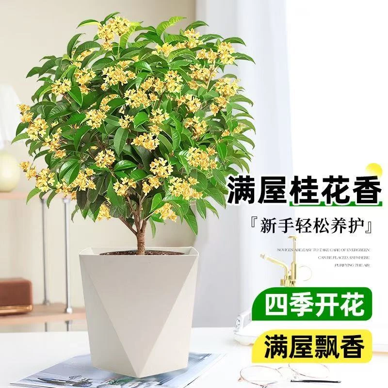 【带花发货】佛顶珠金桂四季桂四季开花耐寒耐寒