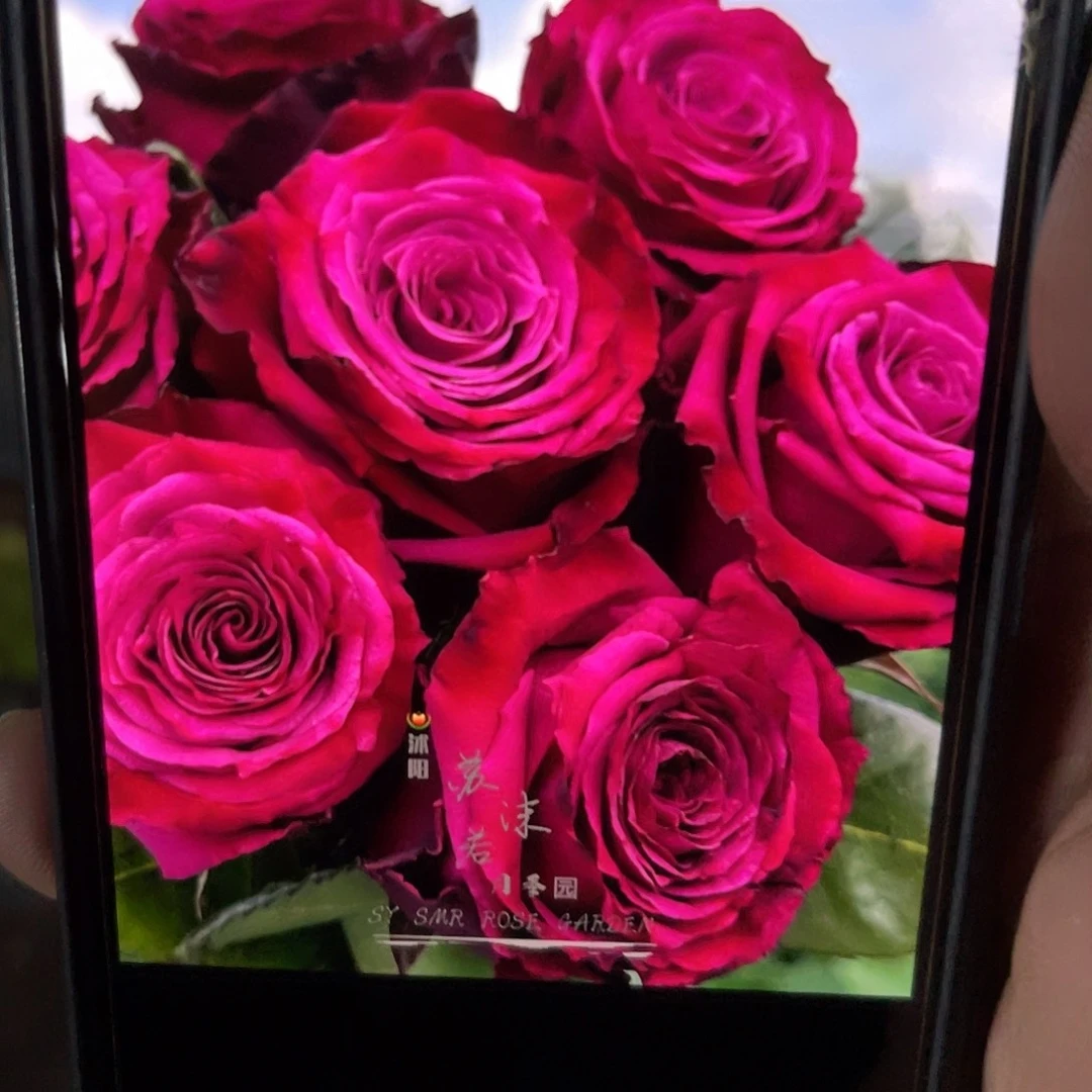 无花朵——-文图罗嗦福利款