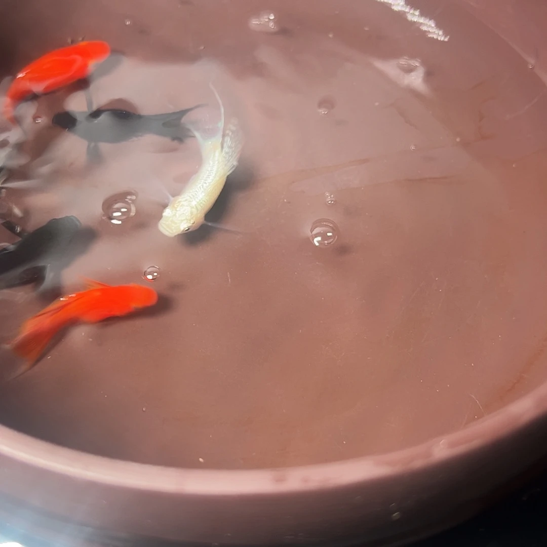 孔雀鱼三色玛丽三对一物一拍