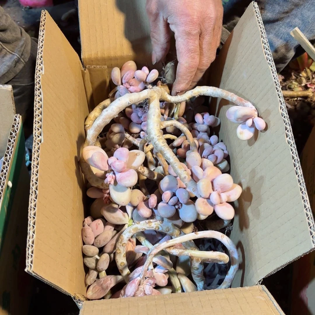 最****时桃蛋不售后134。