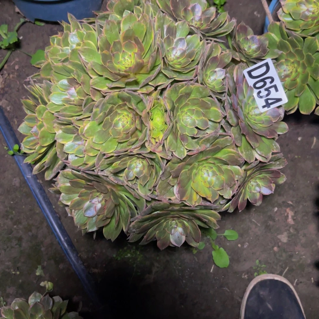 半夏法师26///////51包邮