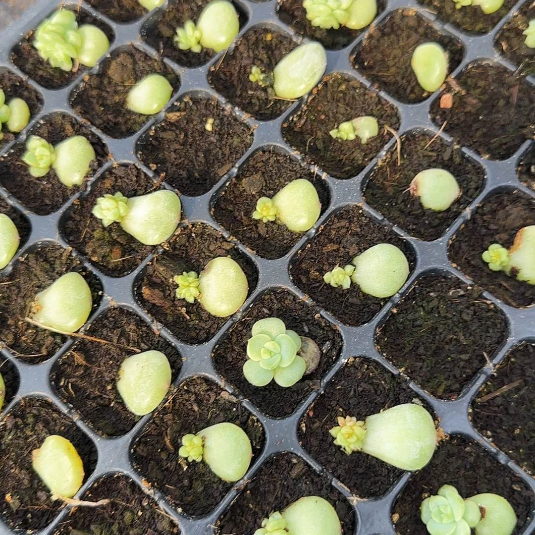 佳10 芝麻一个满25包邮