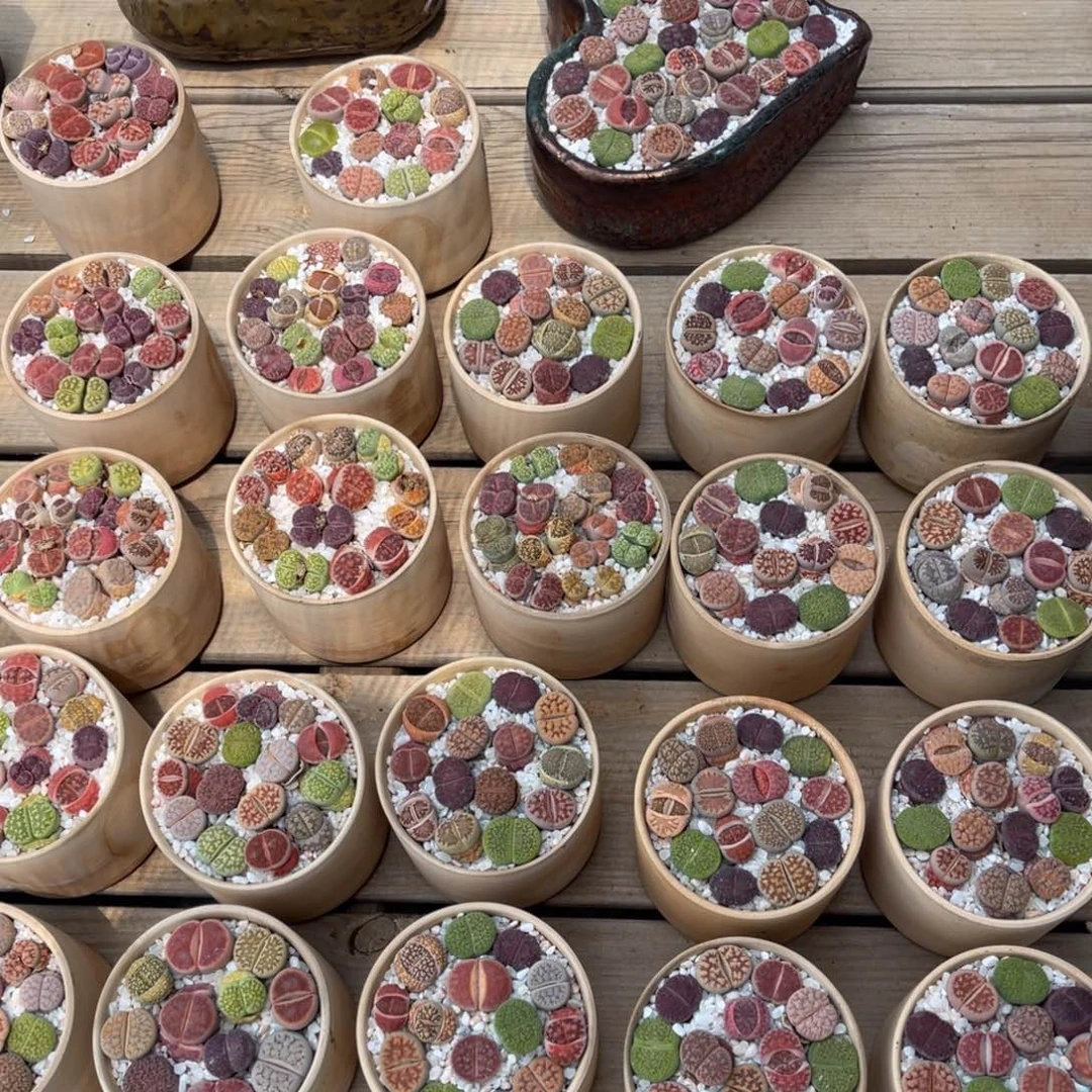 一物一拍不支持退换