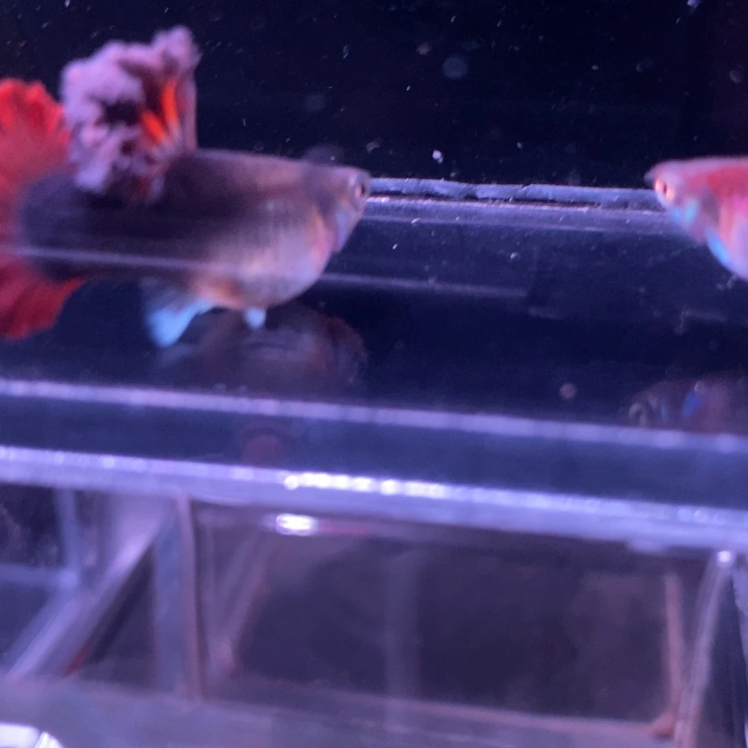 孔雀鱼菊花帆压成一对