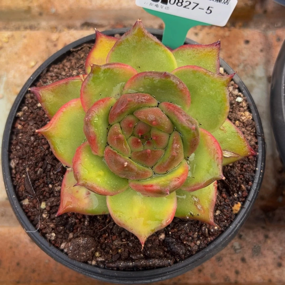 多肉一物一拍0827-5