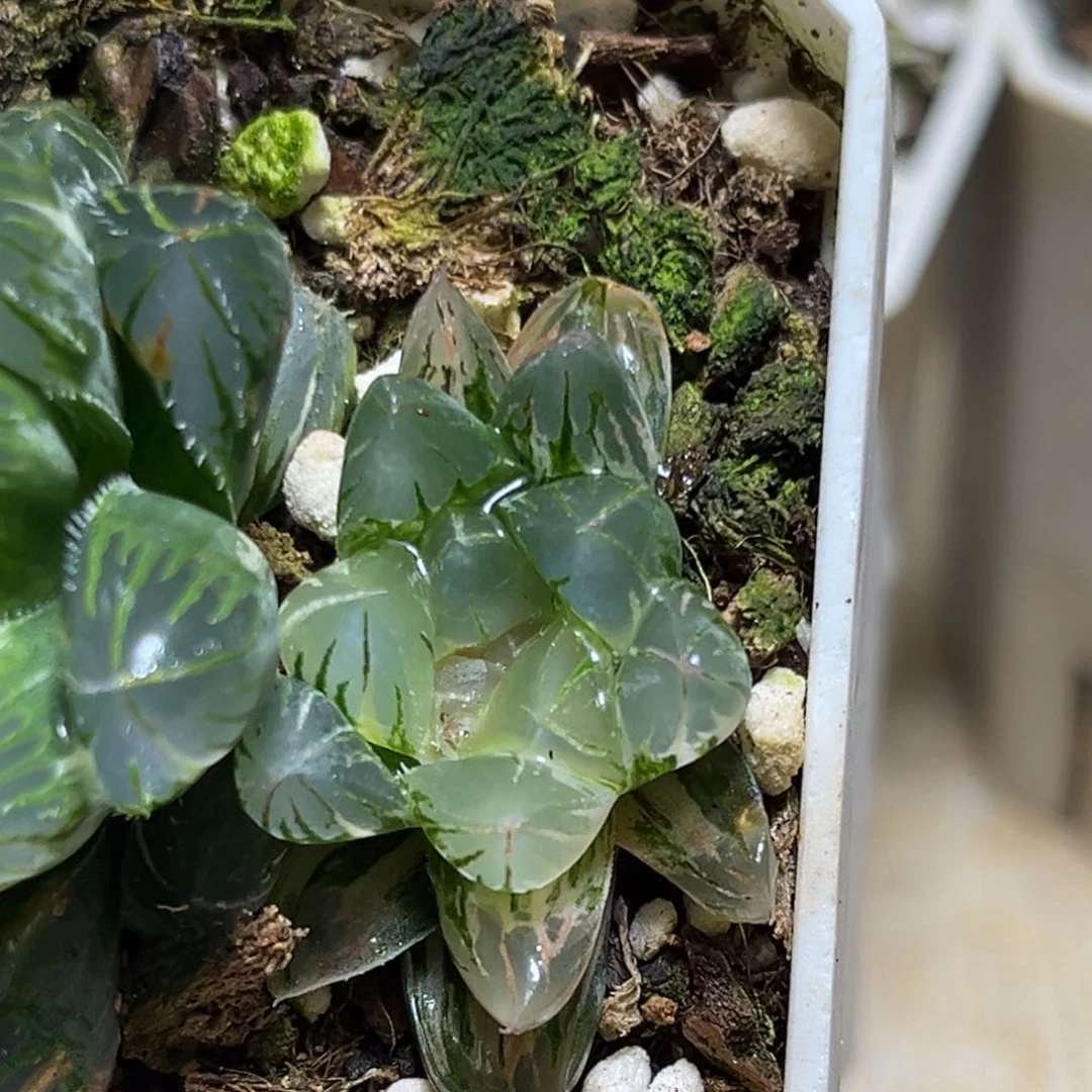 恭喜发财大吉大利0155