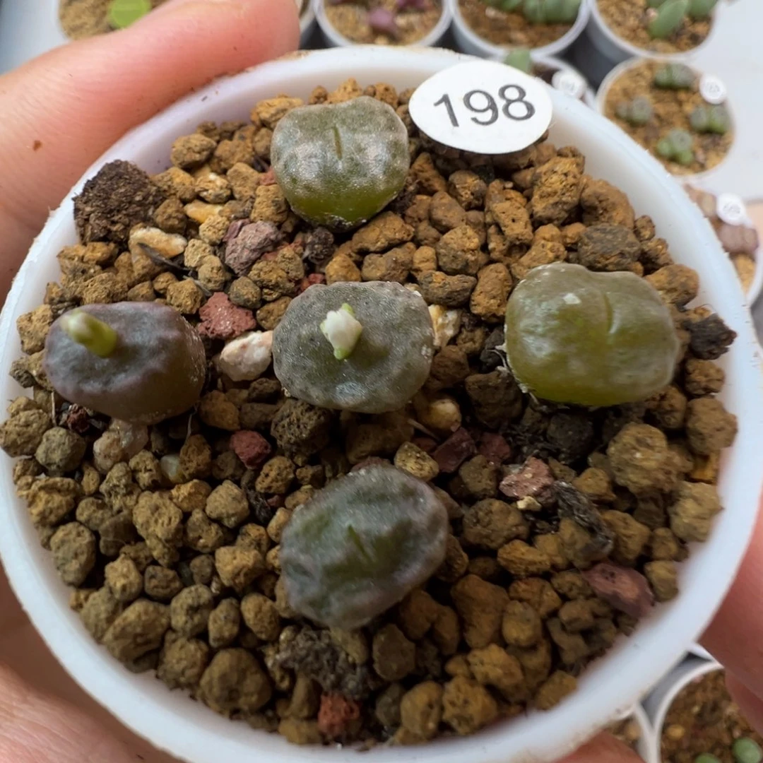 杨基一颗脱土198000