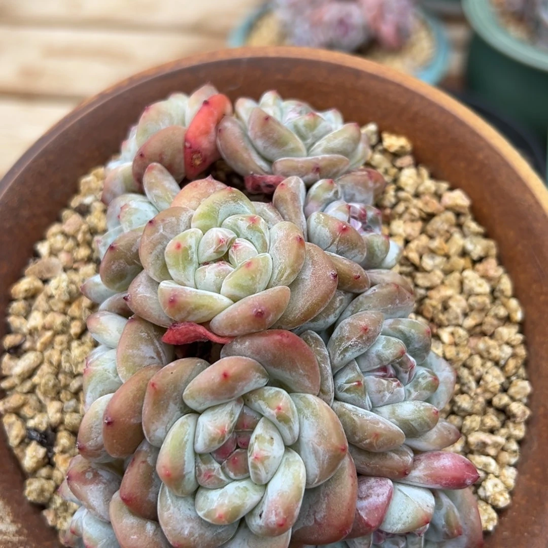 精控十头趴地小脸紫心