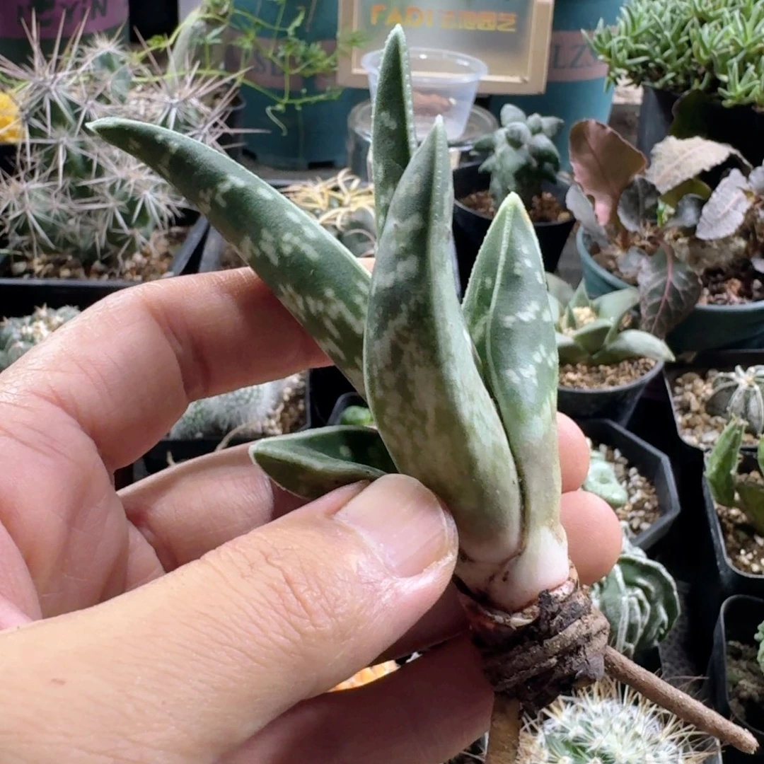 360翠花掌芦荟脱土发货