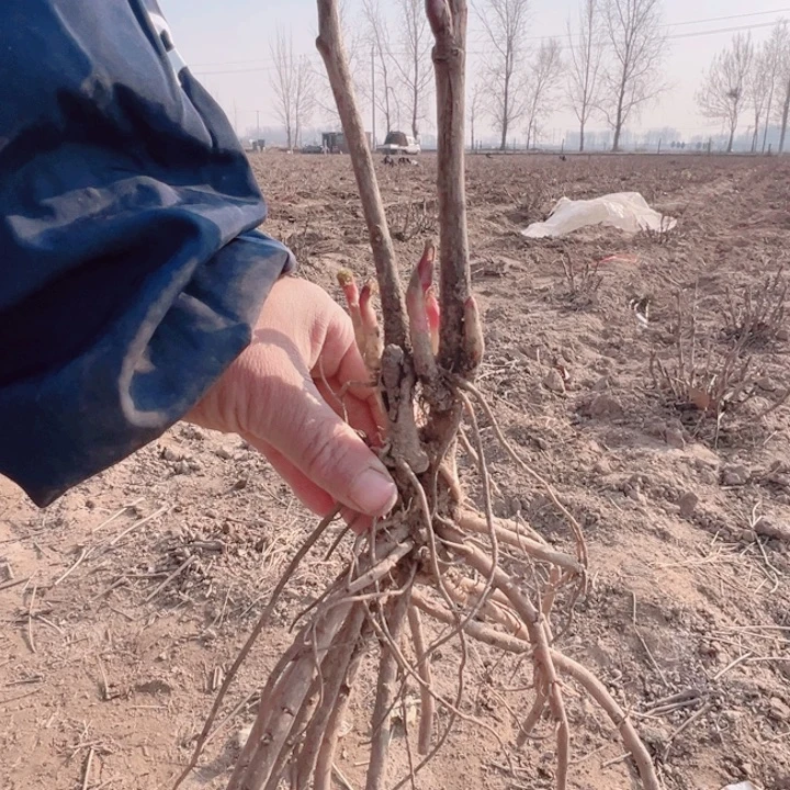当前无花栽培后可以开花中国红