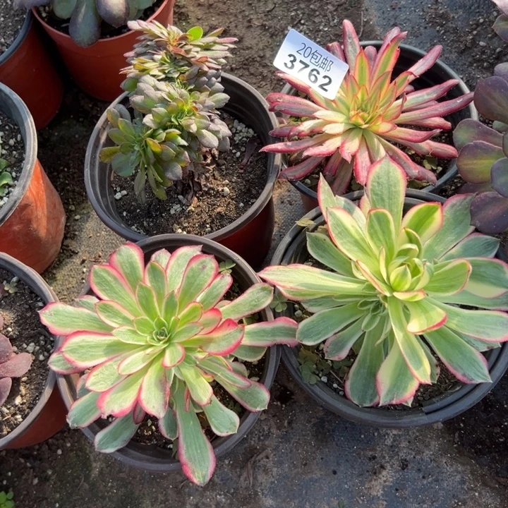 多肉植物3762种植物