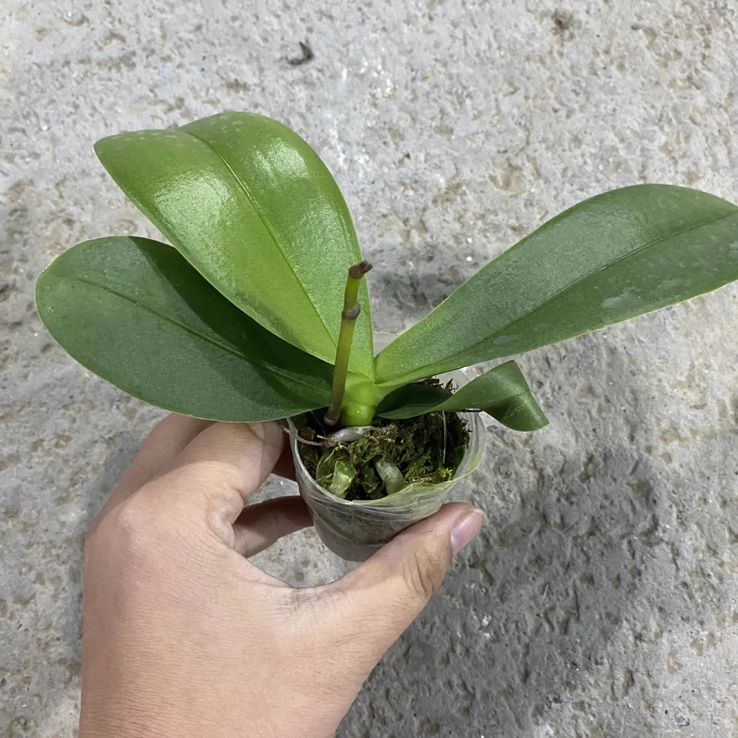 带花剑1.7寸杯蝴蝶兰处里苗练手苗嫌小勿拍