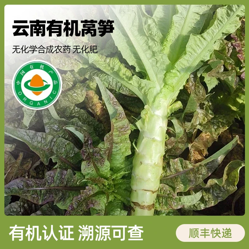 【顺丰包邮】云南有机莴笋3斤高原种植新鲜莴苣青笋基地直发