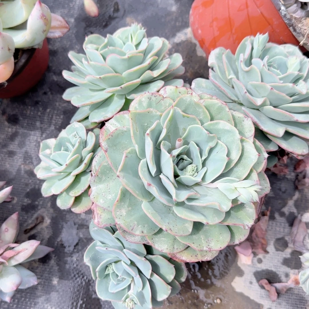 奶油黄桃群生老桩多肉植物