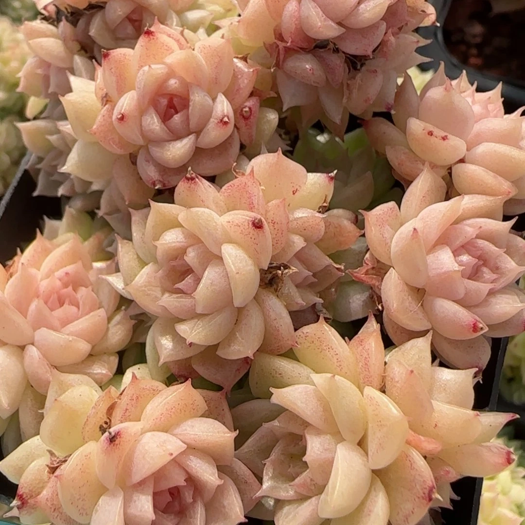 花语逸镜0206-709散