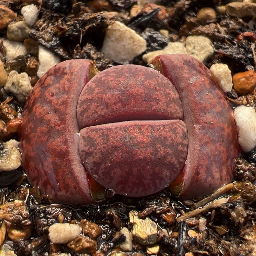 064多肉植物种类多样