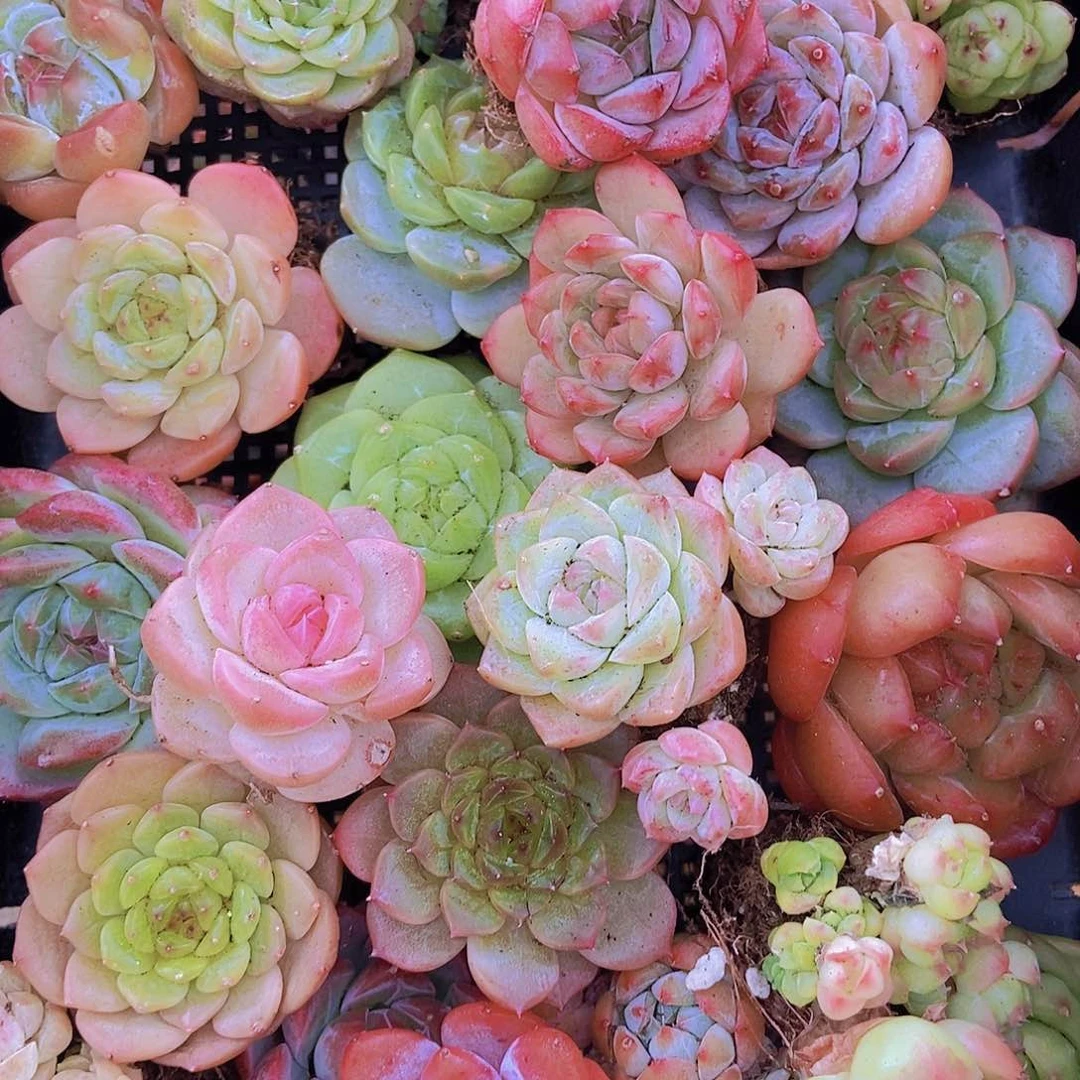 0000001量拍保底20颗