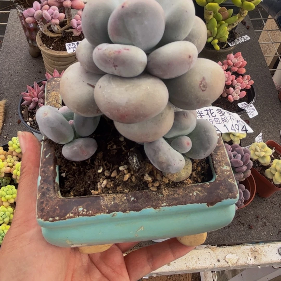 1494大叶奶8cm多肉