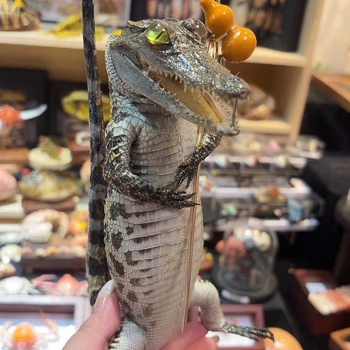 真实鳄鱼葫芦棒标本