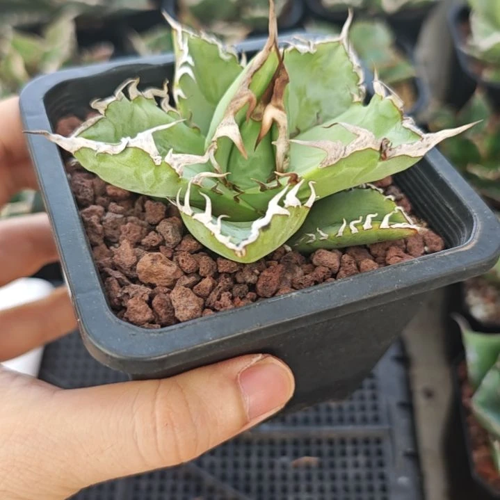 特价螃蟹仁王冠龙舌兰包邮非偏远