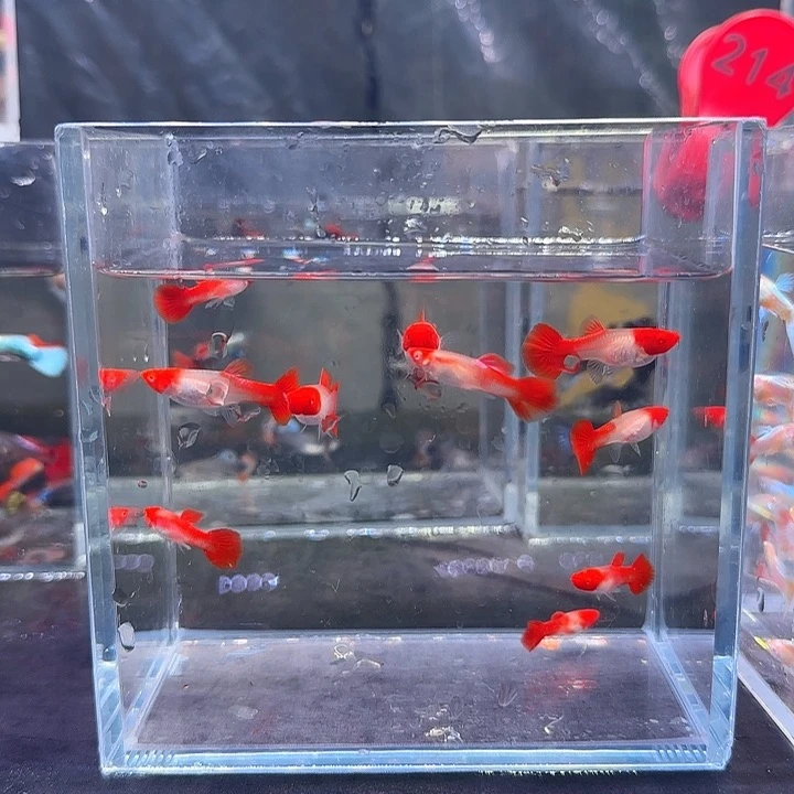 孔雀鱼小红头10条