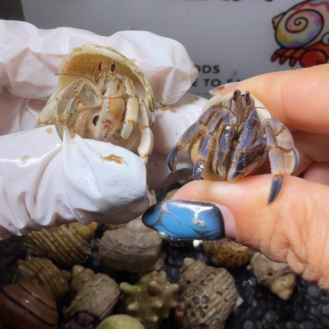 海水鱼福利组合5。1.4口紫陆x2