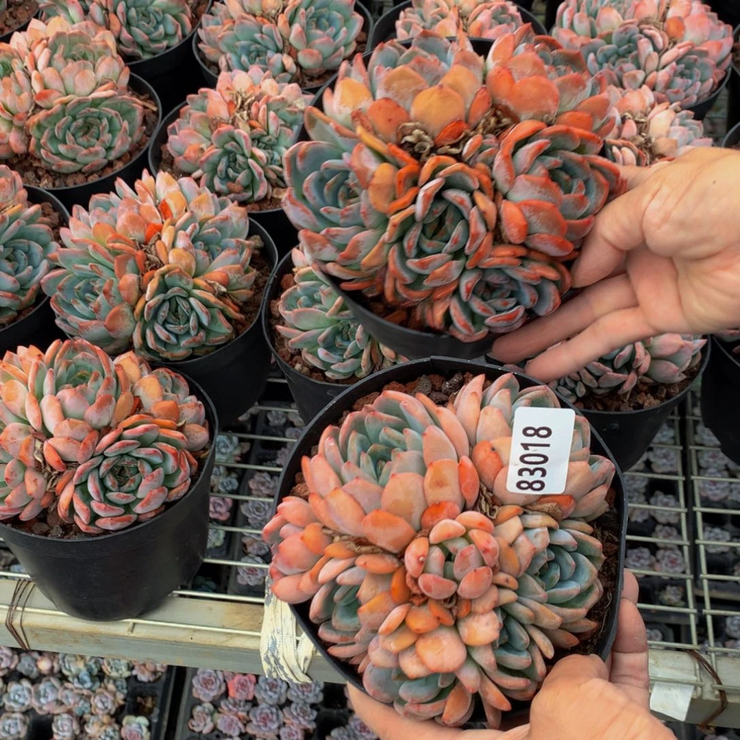 *****83018两个全明星嗯嗯嗯嗯