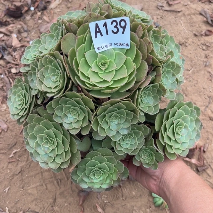 万圣节多肉植物139.