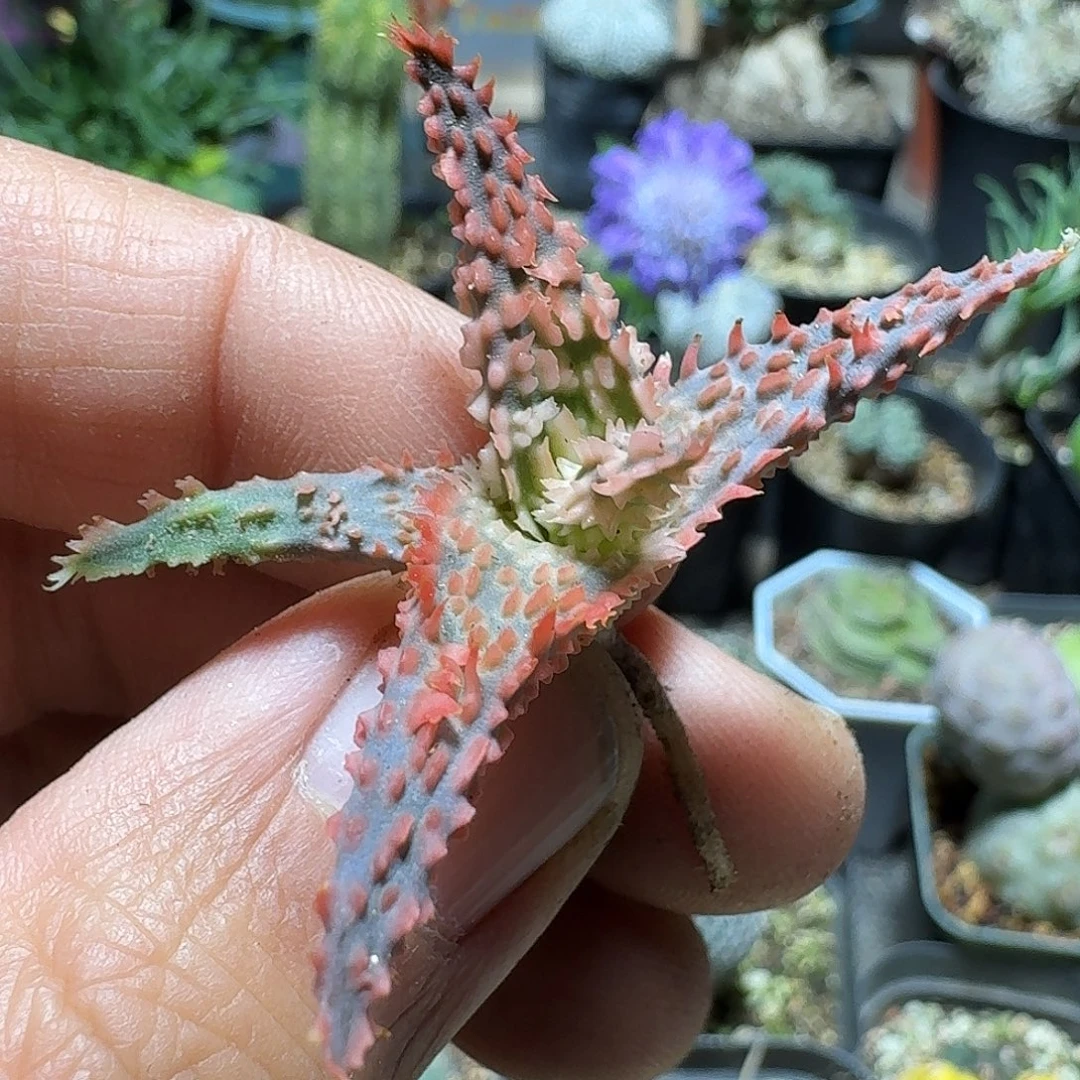 179红火焰芦荟脱土发货