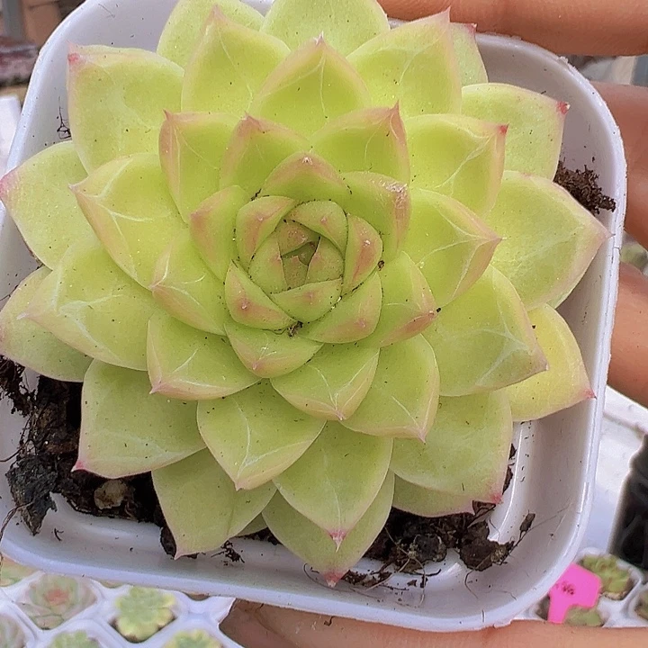 黄麦杆19包邮多肉植物