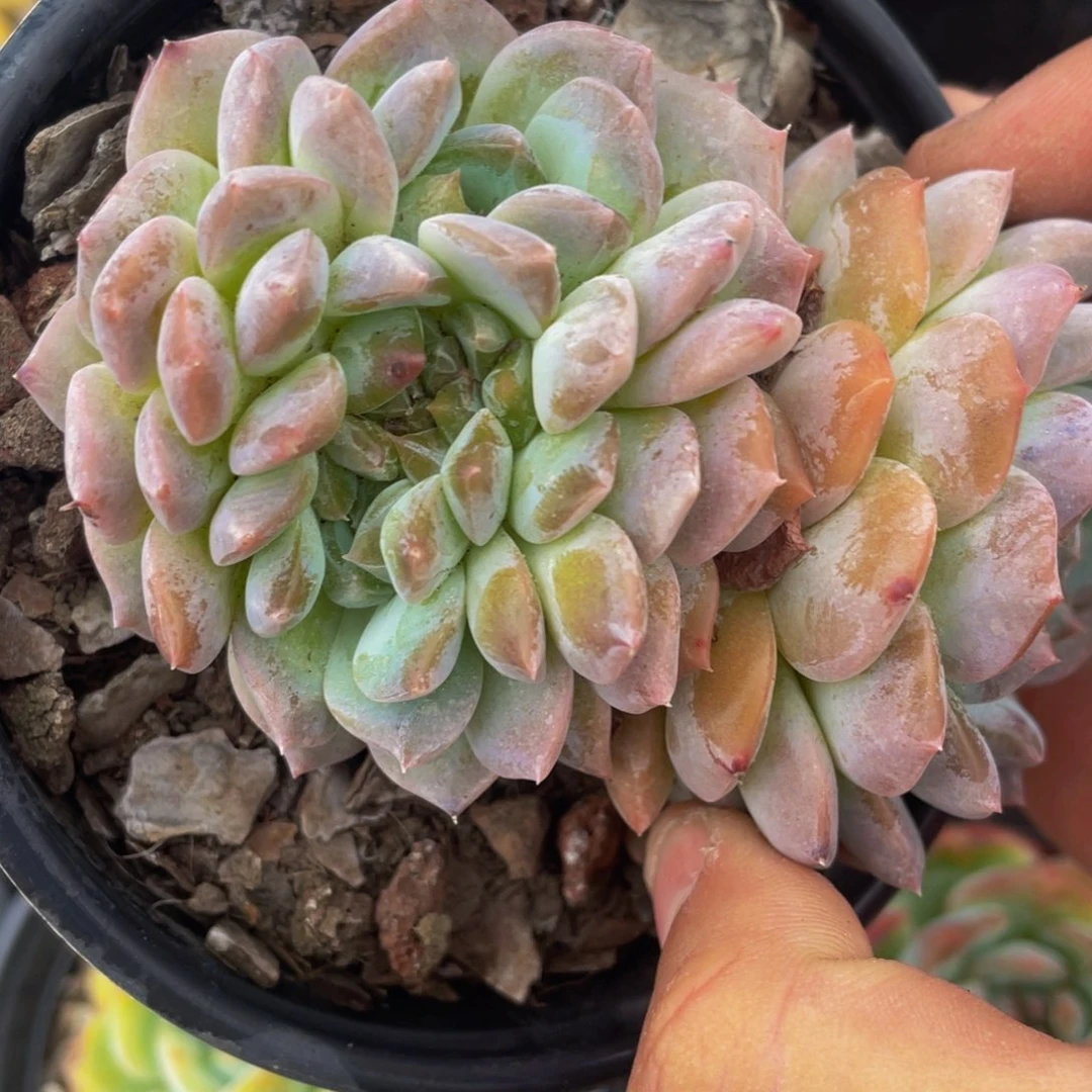 0924-51-糖心棉花糖缀化