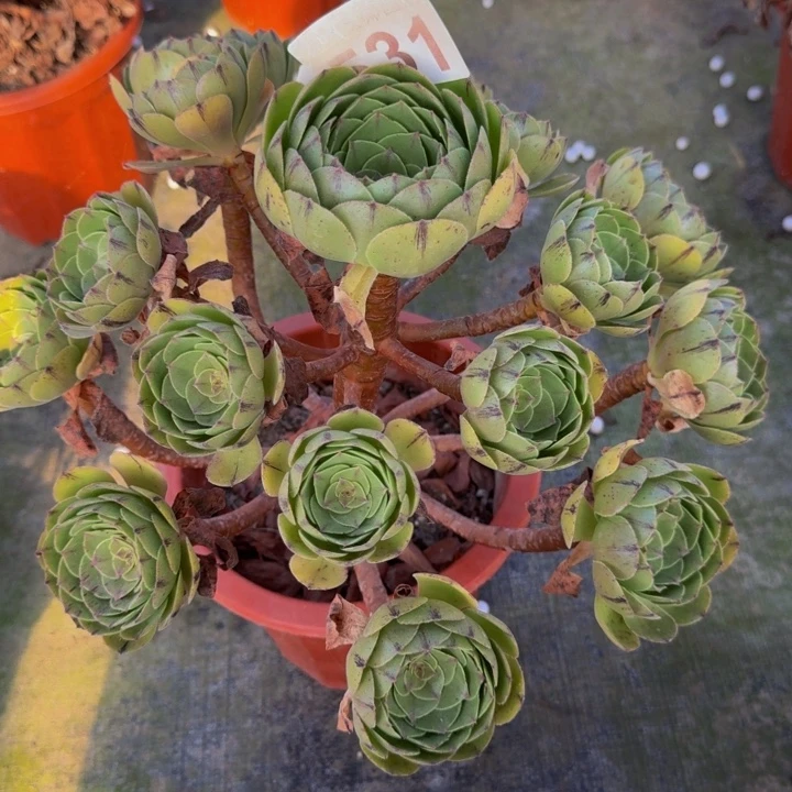 0000000000000531万拉丝