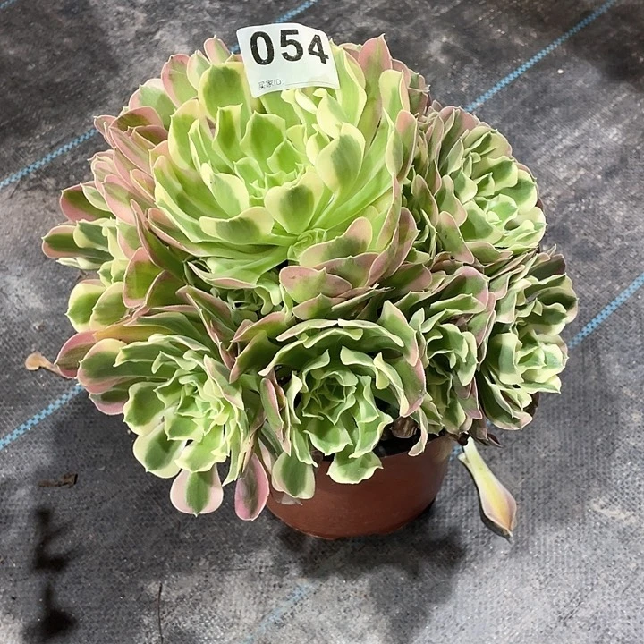 054白凤， 冠幅25