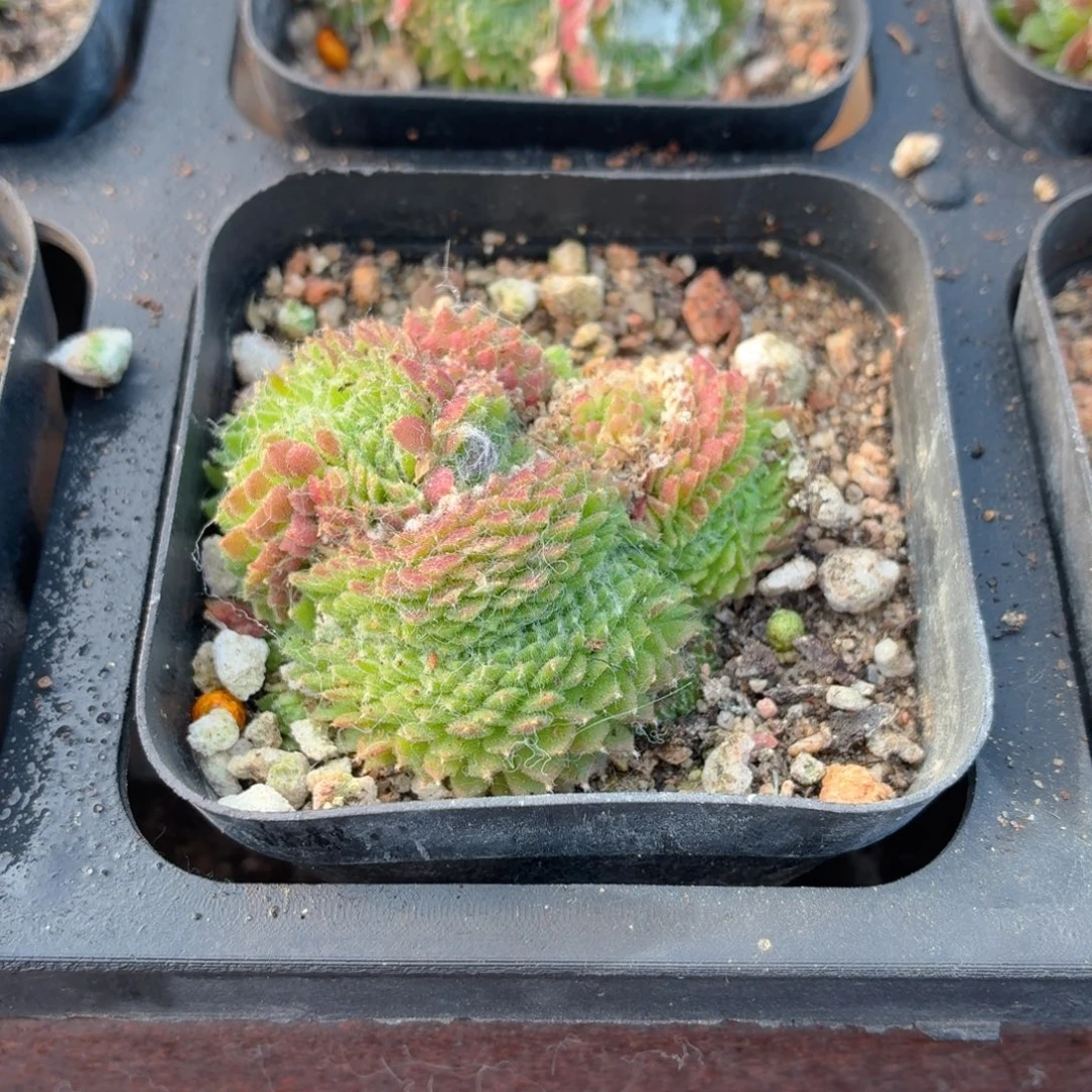 蛛丝卷卷缀化多肉9.9包邮发货