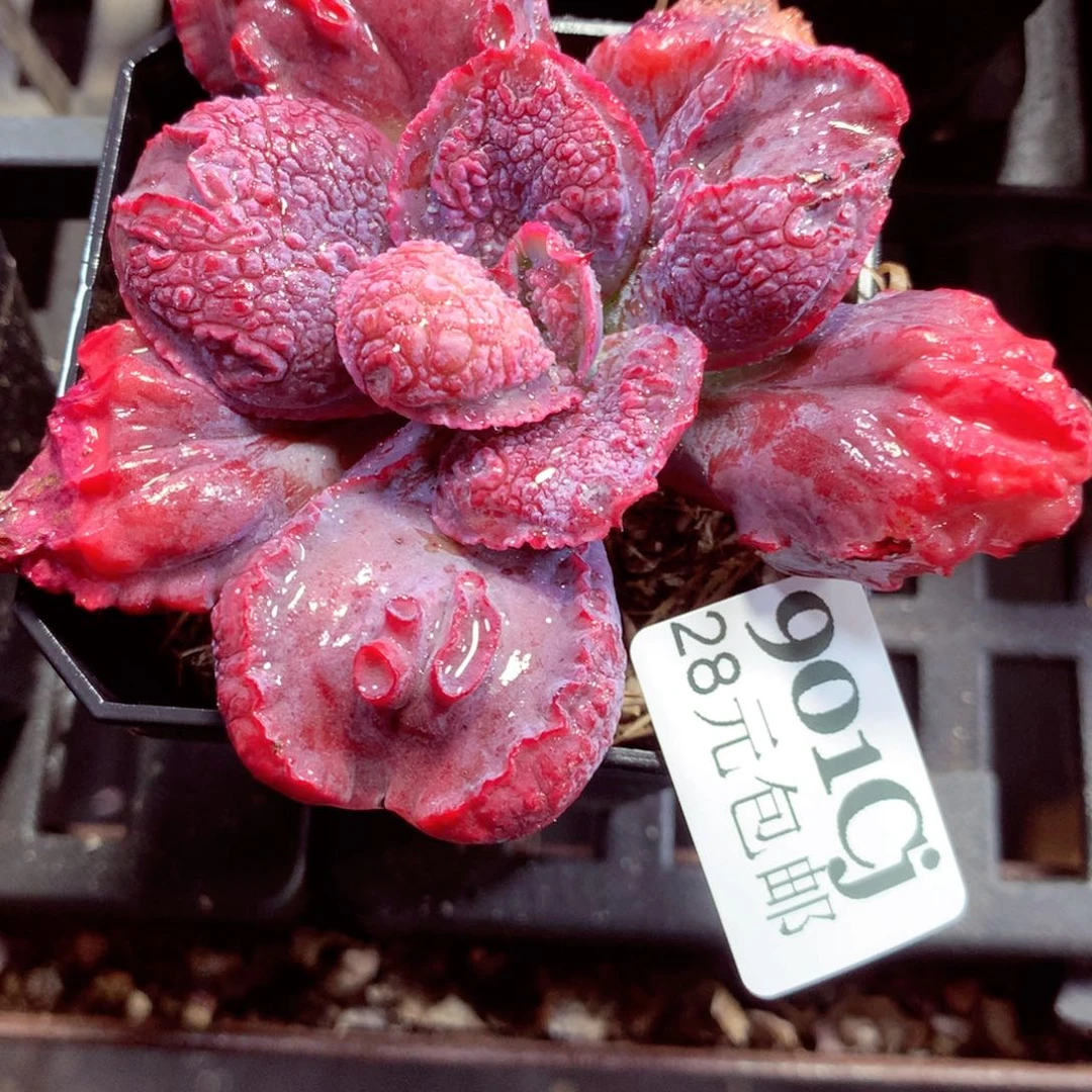 5厘米盆精控多肉901