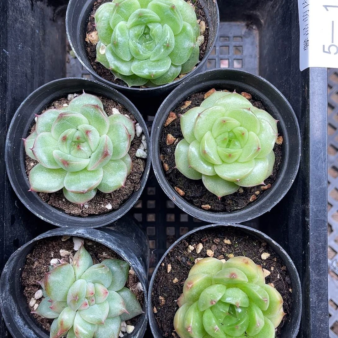 多肉一物一拍5-136