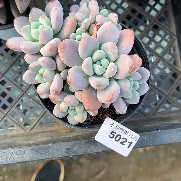 阿雅园艺。      5021洛神