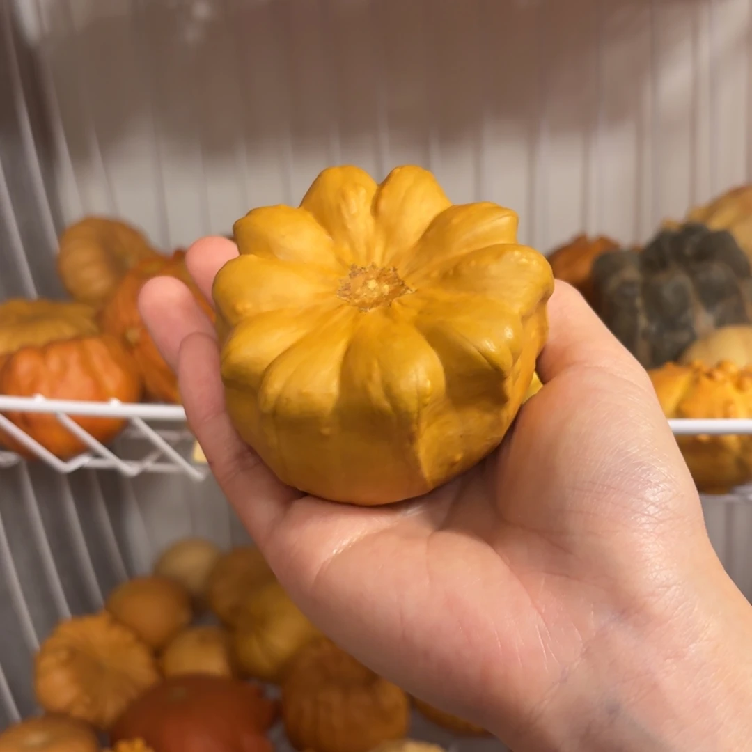 墨西哥葫芦黄聚宝盆