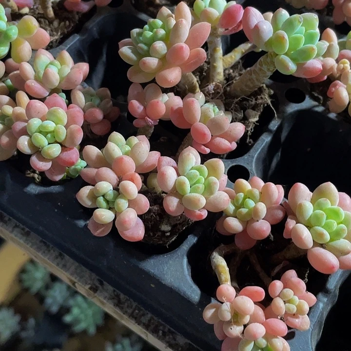 鱼子酱5.8带土发货