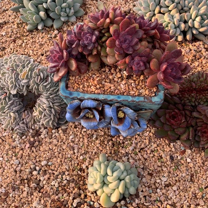 徐***奶多肉植物一物一拍