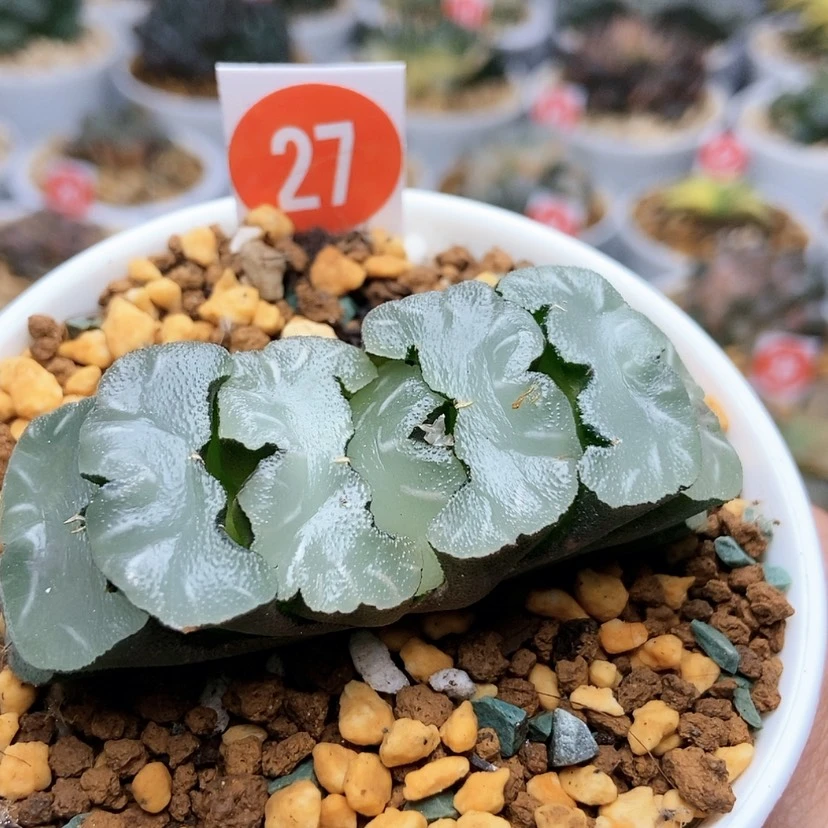 【闪购商品】27鬼岩稻妻
