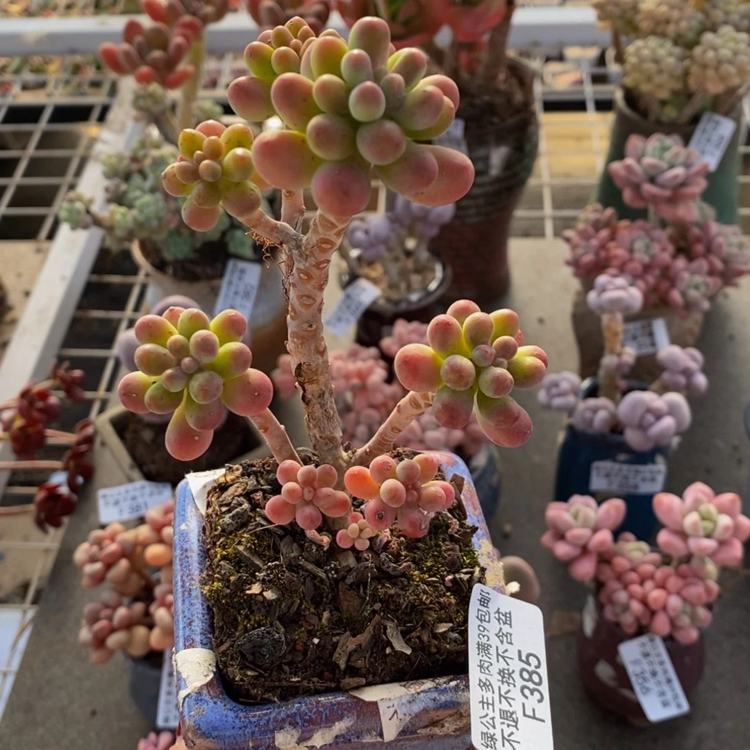 派大星385/8cn多肉