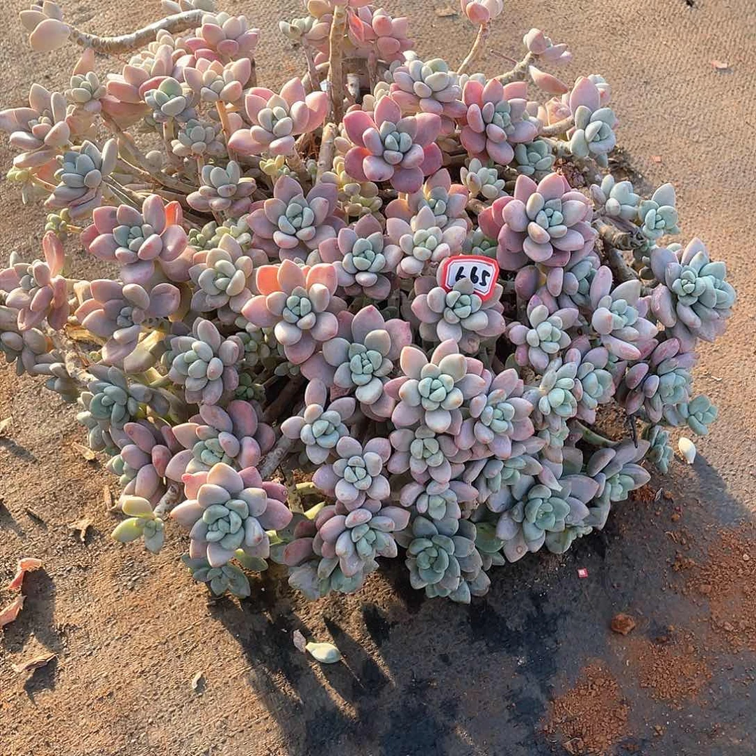 665洛神一物一拍多肉