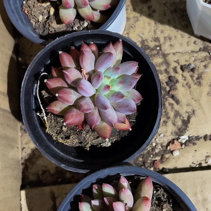 90盆虞美人带盆土发