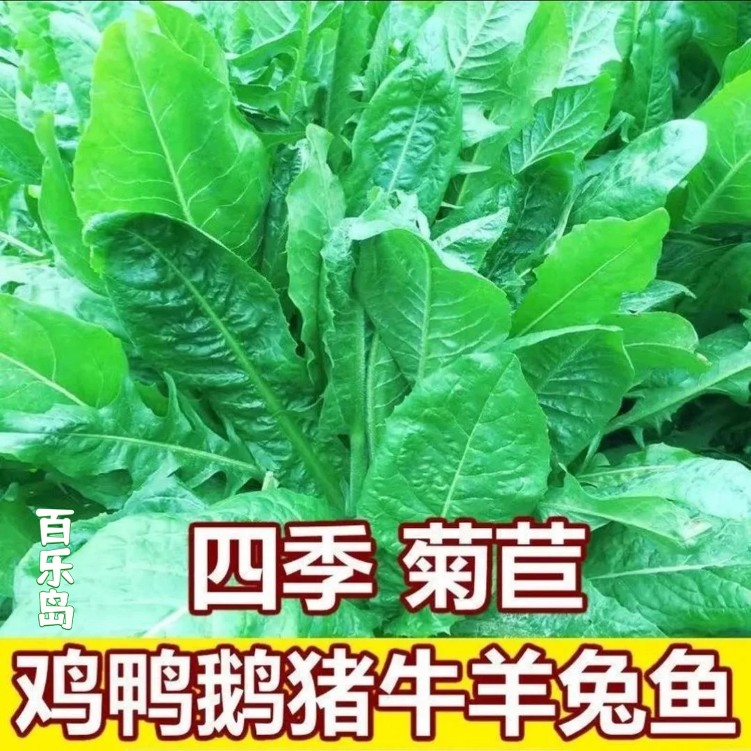 菊苣草种籽将军大叶菊苣四季生长高产牧草种子牛免鸡鸭菜多年生F
