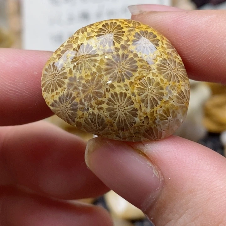 颈饰未镶嵌硅化珊瑚（珊瑚玉）小