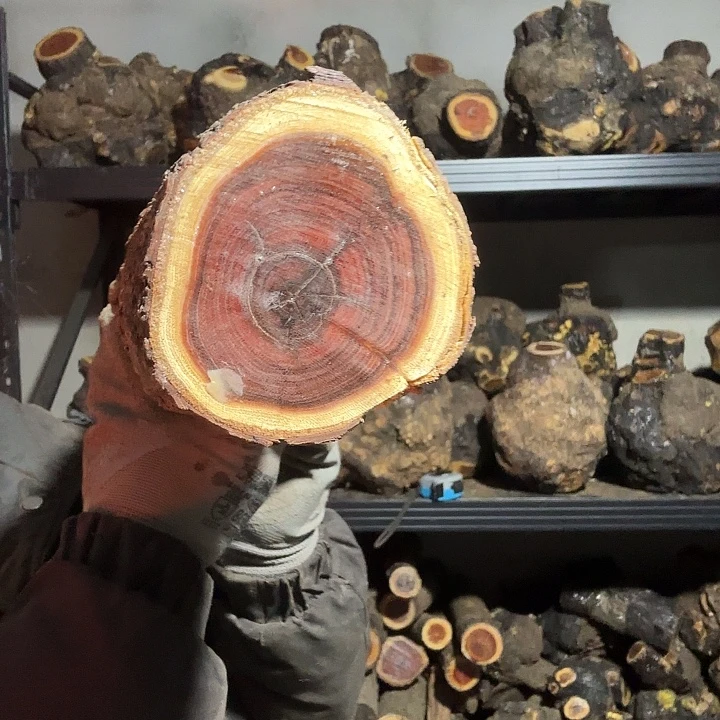 叶***海香榧木火琉璃的故事是一个人的故事