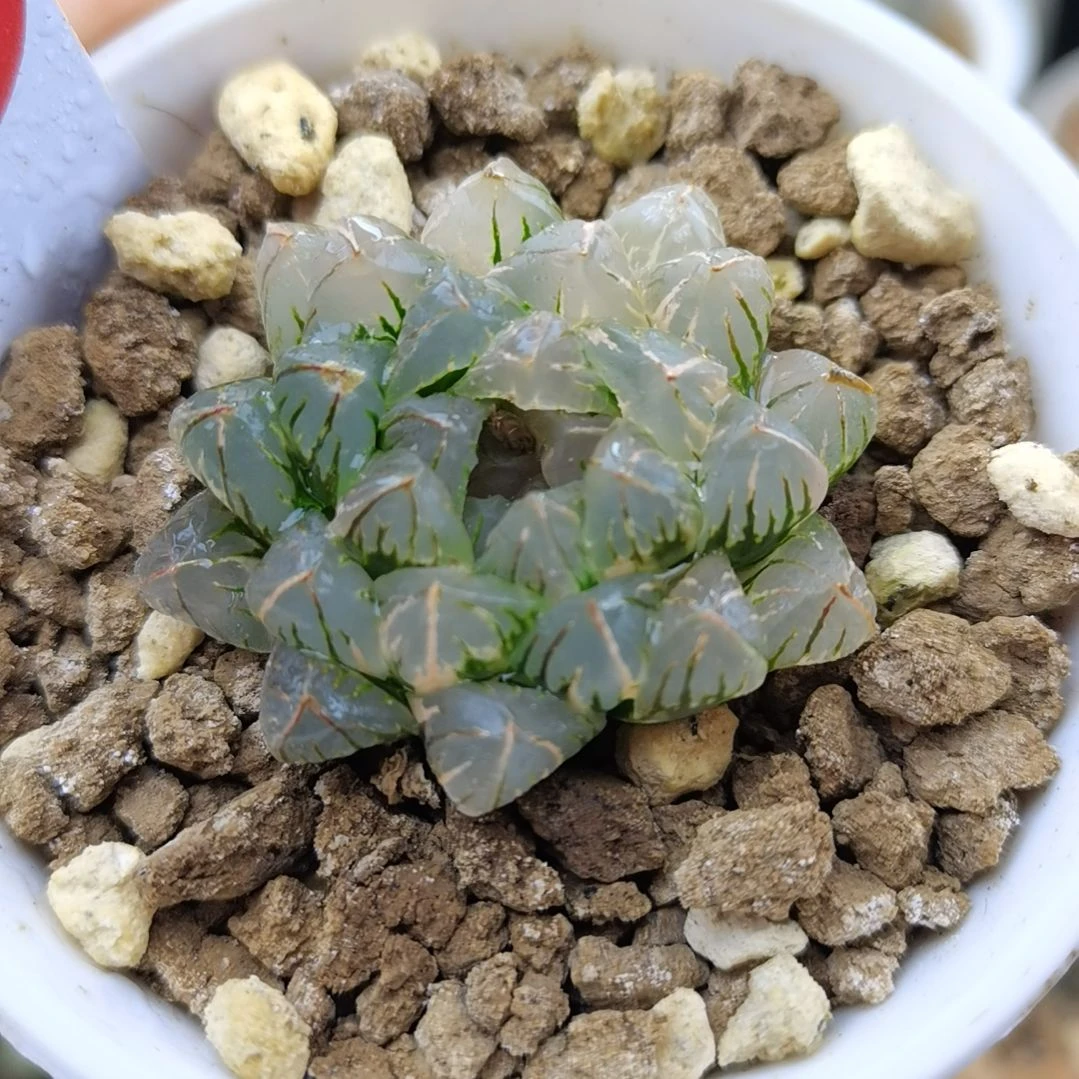 5号萩原玉露锦一物一拍带盆土发货